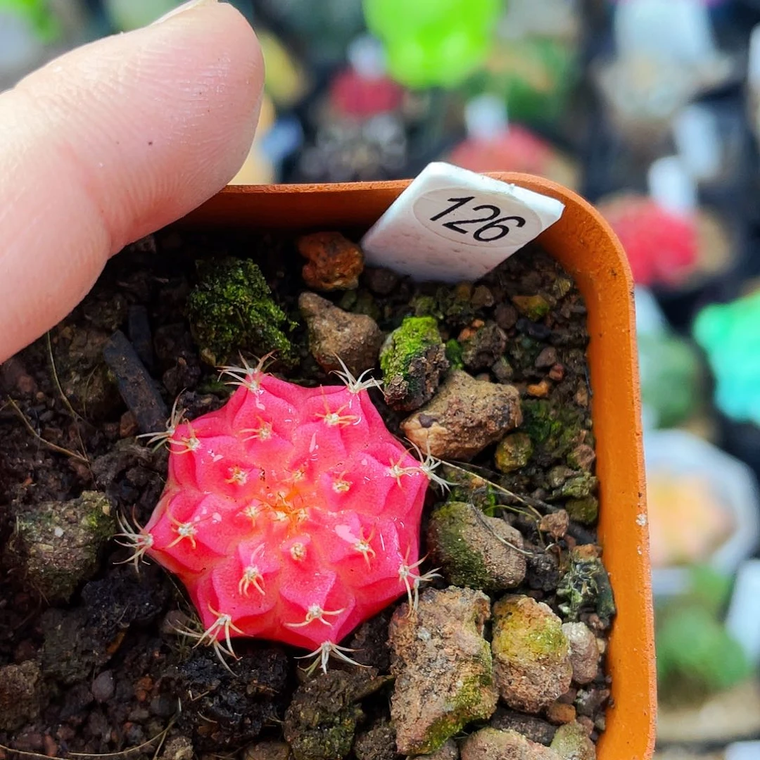 2.5cm 非偏远地区满25包邮仙人球