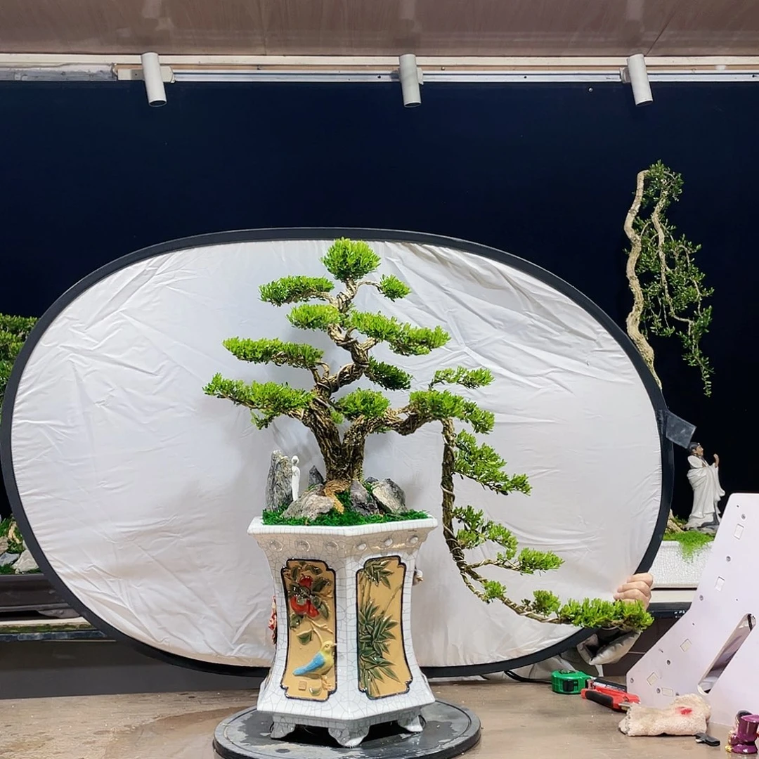 完全开放忍*黄杨盆景四季常青