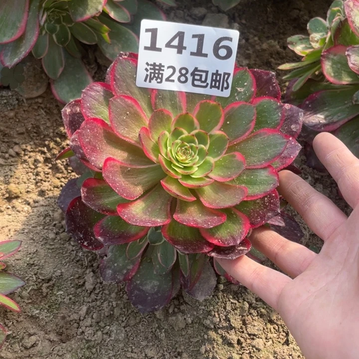 1416二号棚夜宴多肉植物O