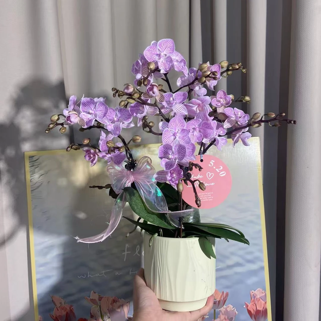 蝴蝶兰《樱花》 花量大好打理丰花型易养耐活 基地直发2-4