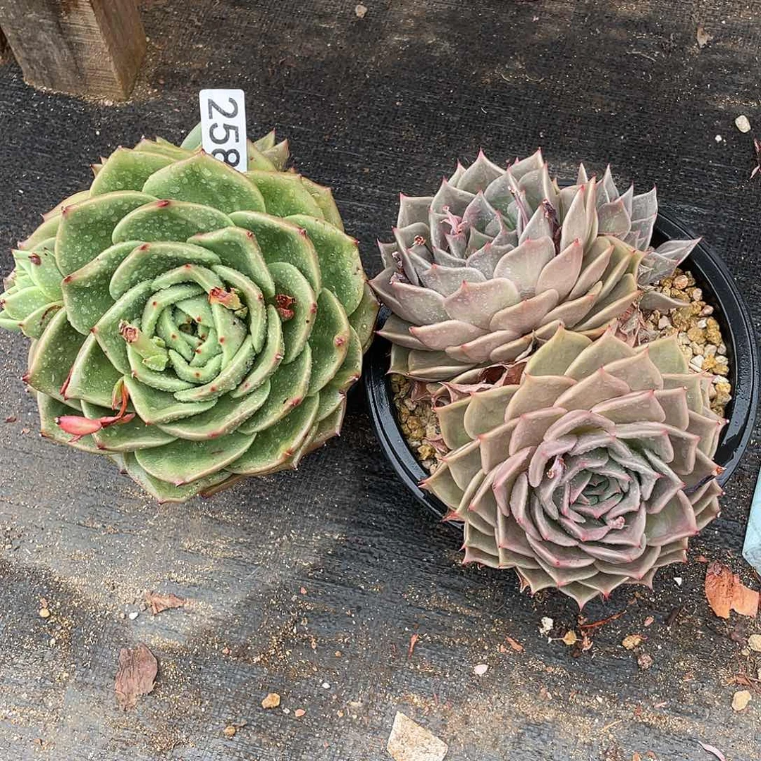 若如东云组拍258（冷链）