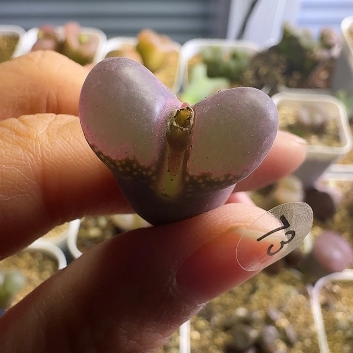 皮***丘多肉.....73.......