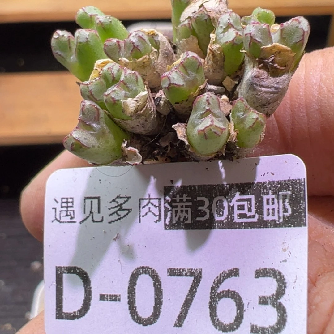 多肉植物1111111111111