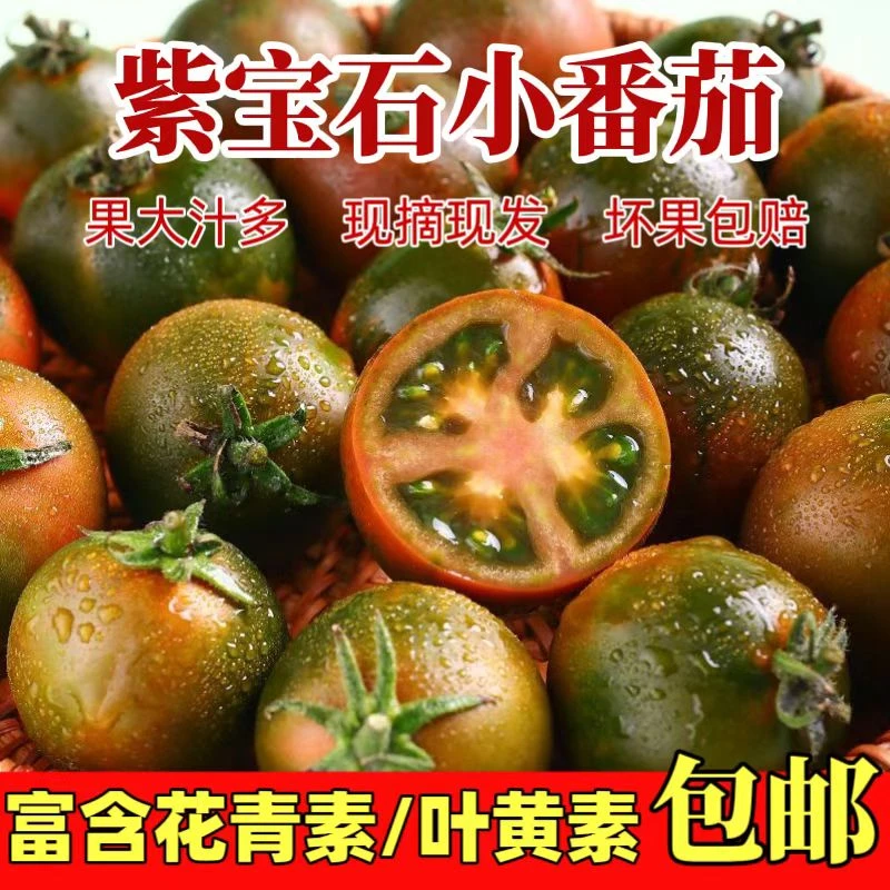 福建紫宝石小番茄紫春桃巧克力西红柿子新鲜健康水果农场现摘现发