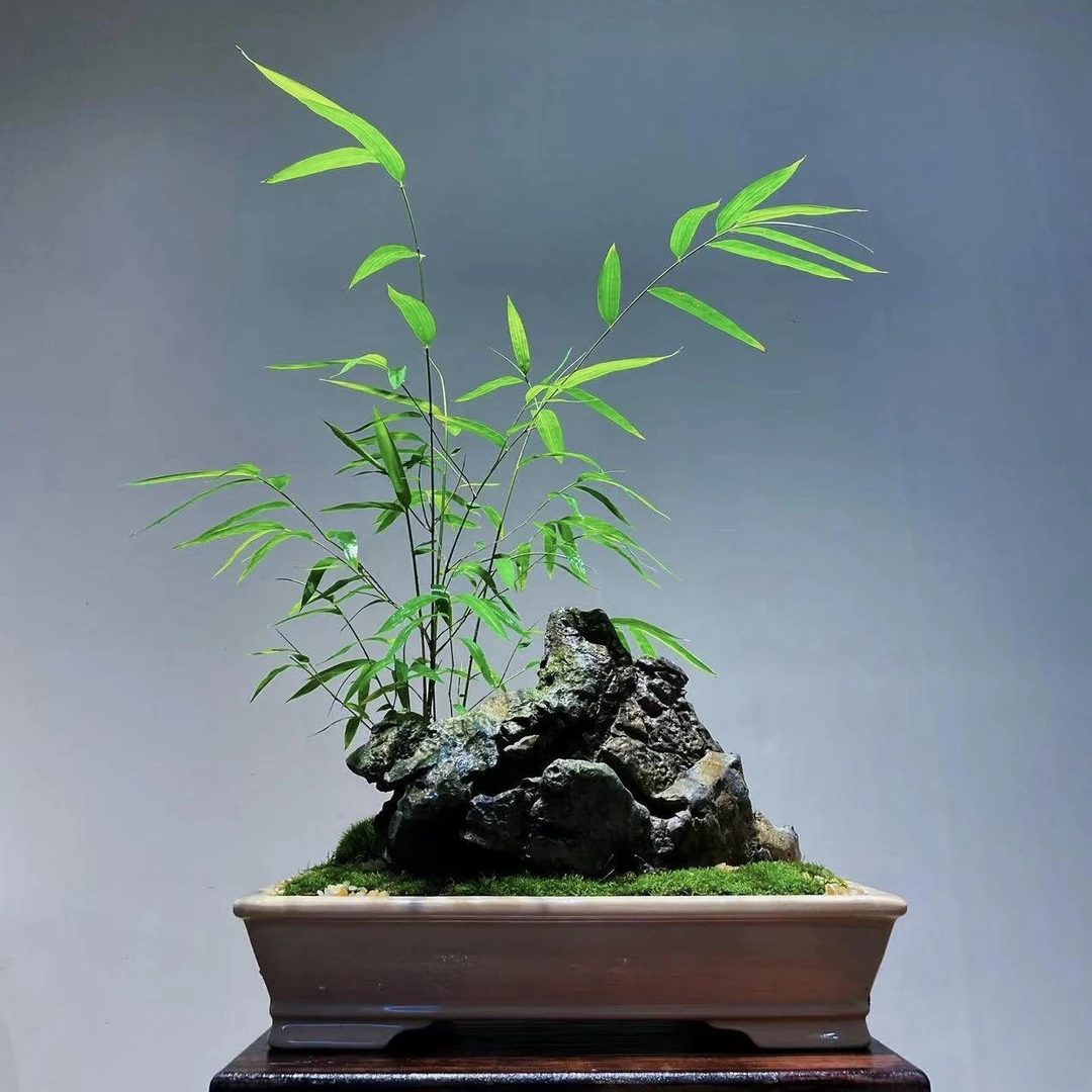 精品高档内门竹盆景室内书房高雅盆栽好养禅意小盆景