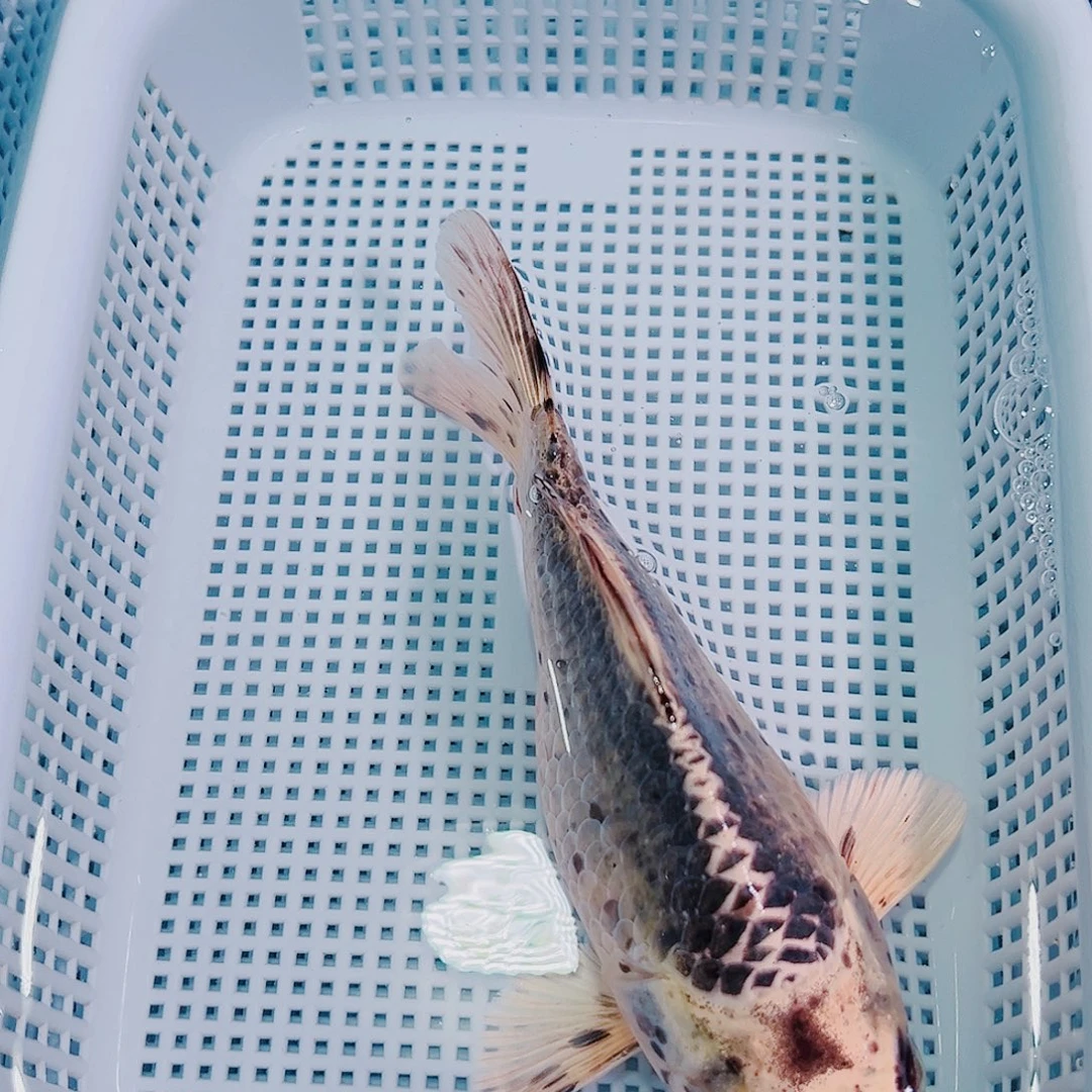 锦鲤锦鲤冷水鱼观赏145