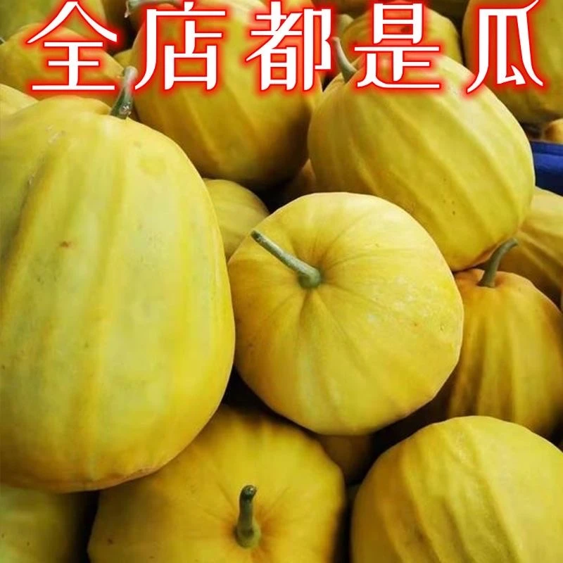 湖北丑八怪香瓜甜瓜脆瓜新鲜水果现摘现发香甜多汁