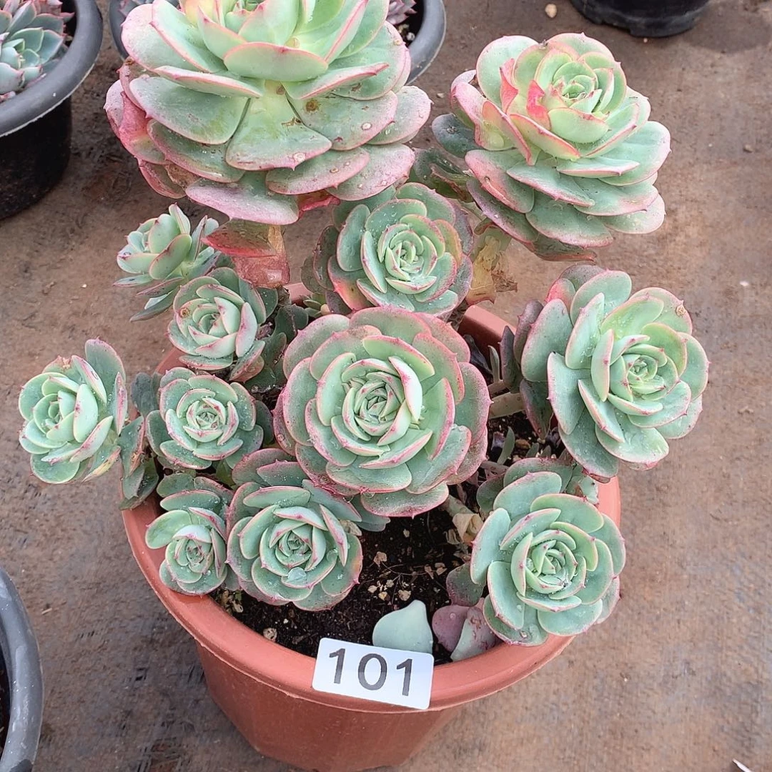 101克罗地亚一物一拍多肉