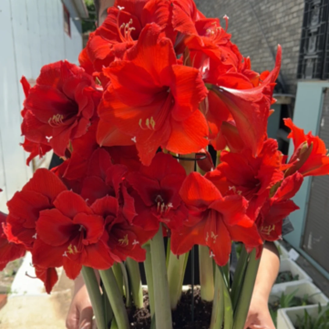 【血色浪漫】朱顶红 种球