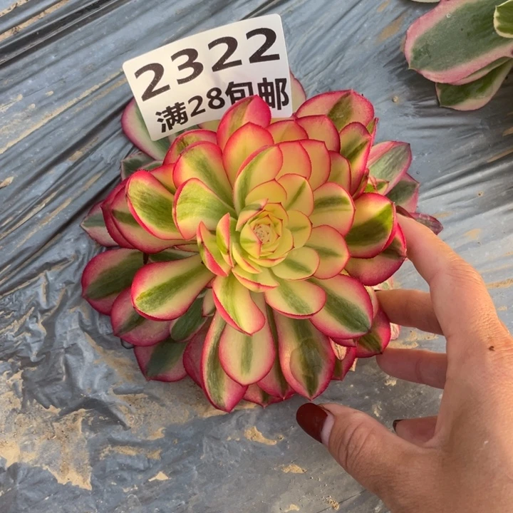 2322荔枝多肉植物一号棚J