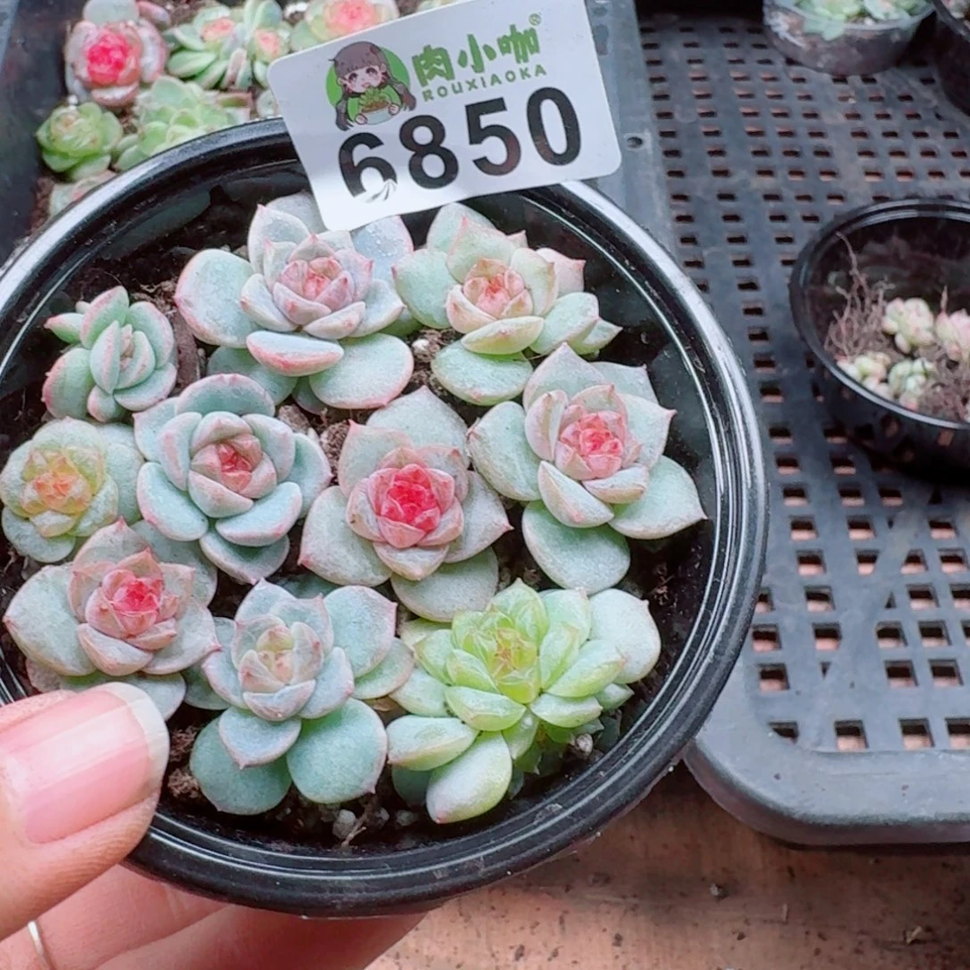 多肉植物多肉植物