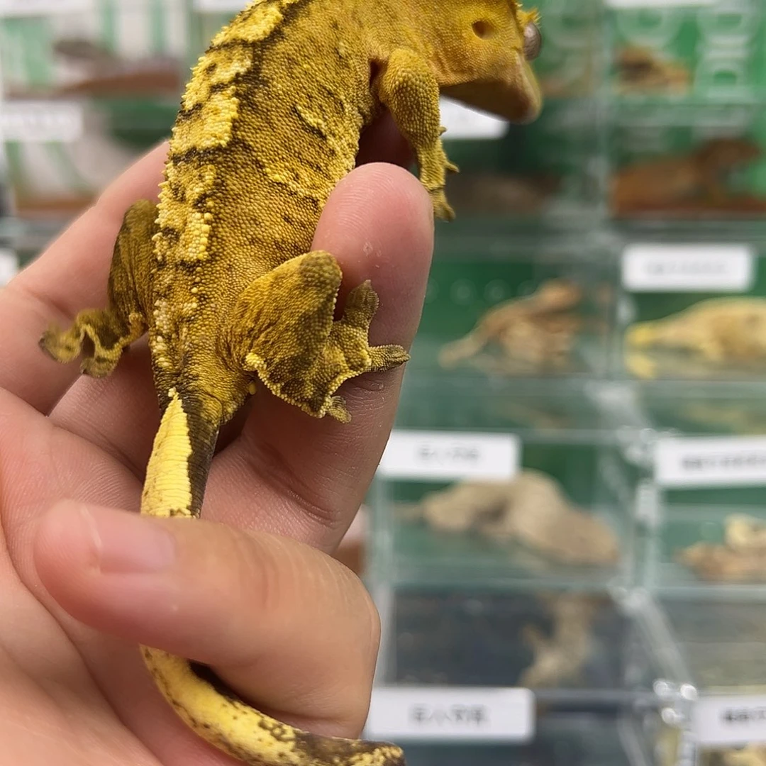 豹纹守宫捷角守宫66666