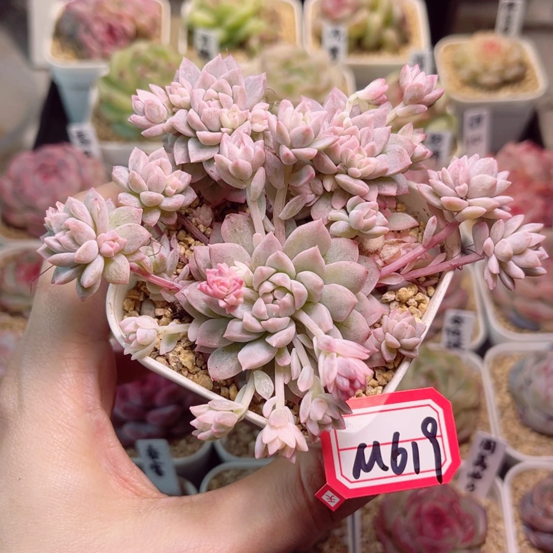 M619 粉蔓锦一物一拍