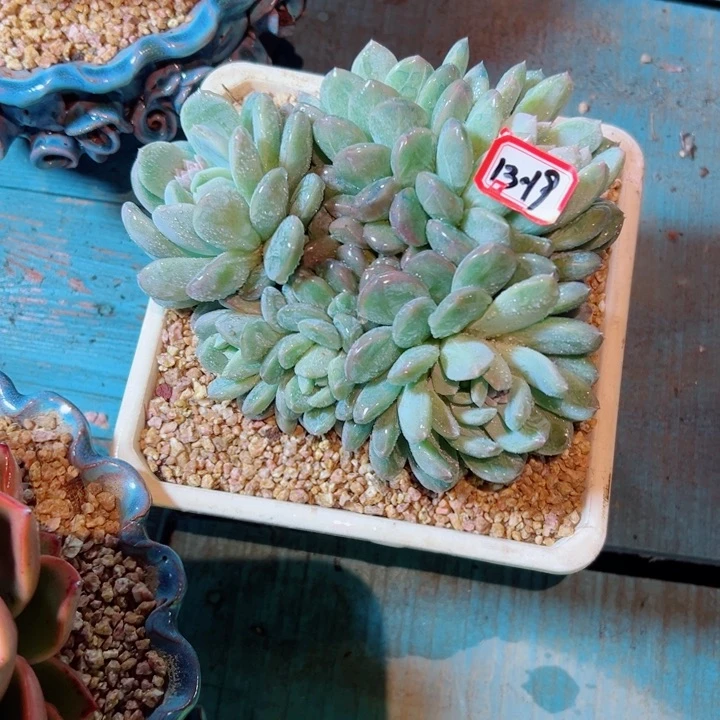 用****8精品多肉植物老桩