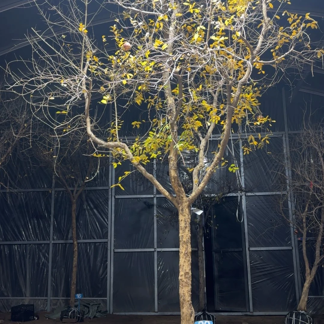 赵***哥完全开放石榴树888888