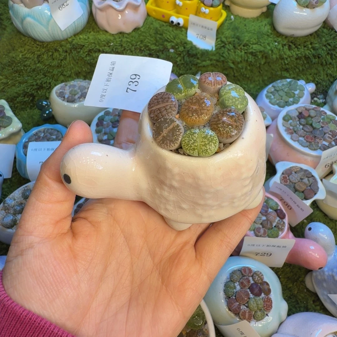 雪***阳多肉植物福利冲739