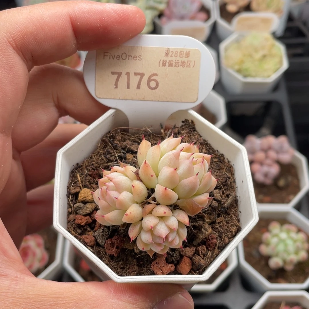 雨果7176-4.5厘米