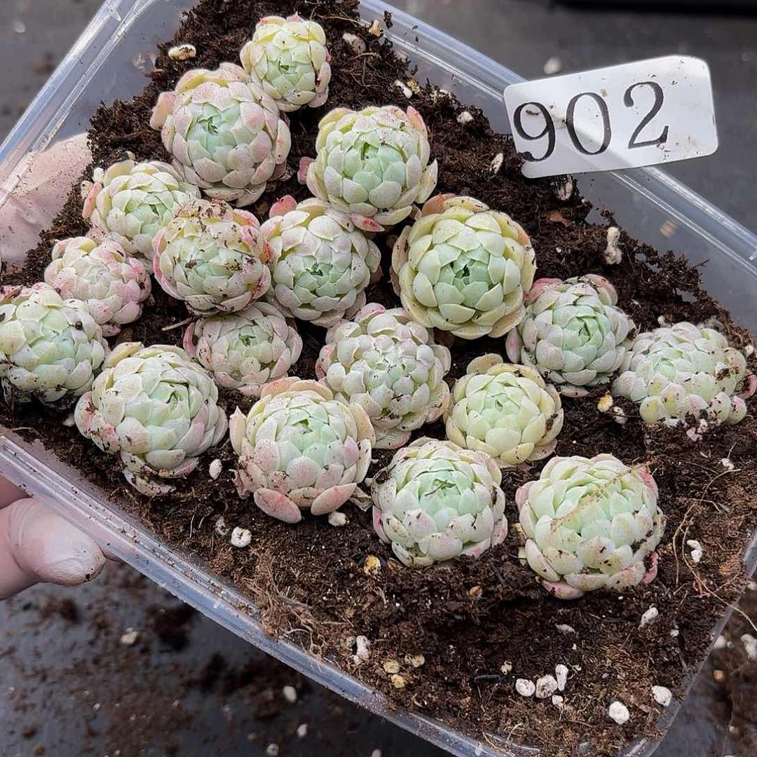 紫**悦多肉植物多肉植物902