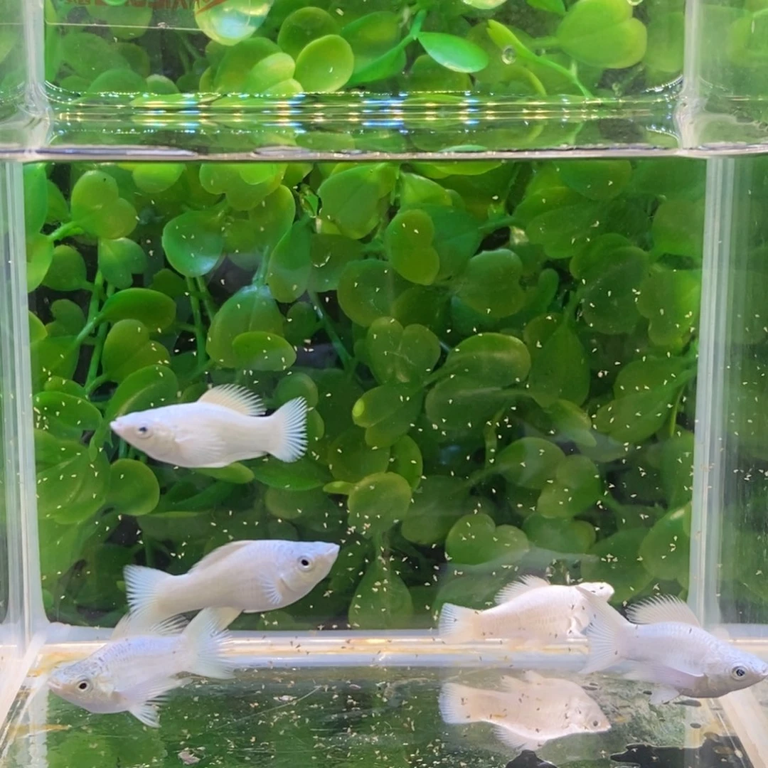 孔雀鱼瓷白玛丽五条 玛丽