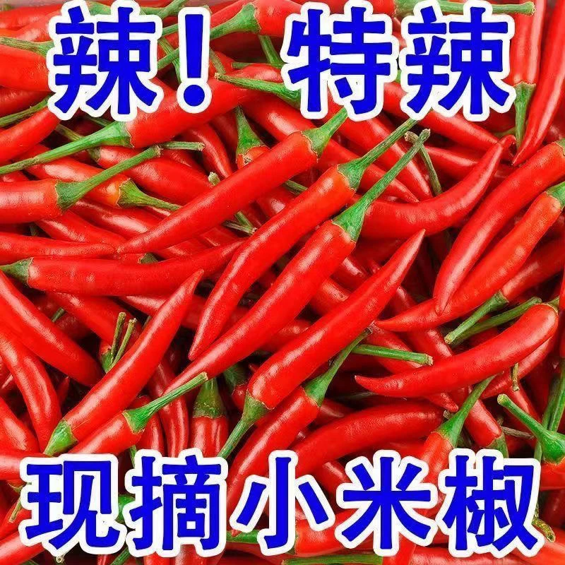云南现摘现发餐饮批发火锅爆辣特辣一级新鲜小米椒