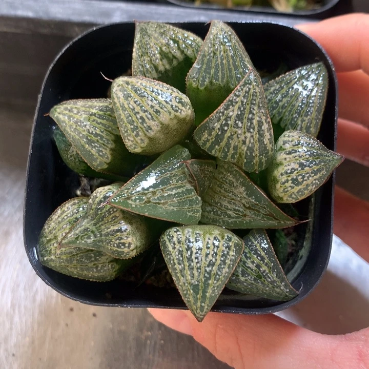 青蟹花园一物一拍