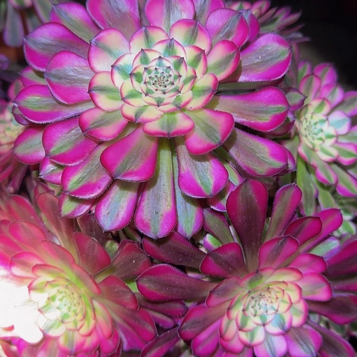 精品红铜壶超白锦老桩福利