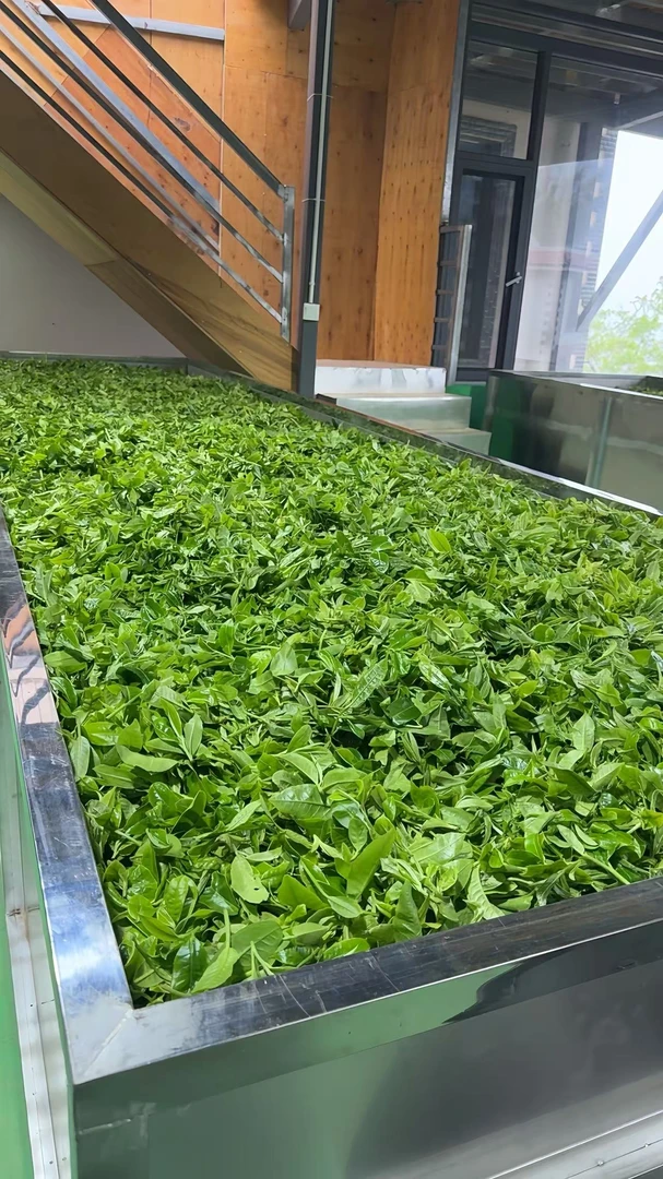 【丽丽专属】2025年头春兰花韵老树普洱散茶500克