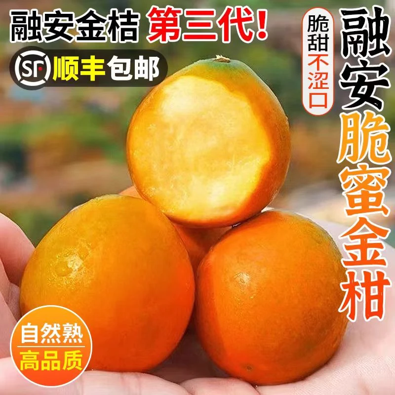 脆蜜金柑第三代广西融安脆蜜金柑当季新鲜水果5斤装