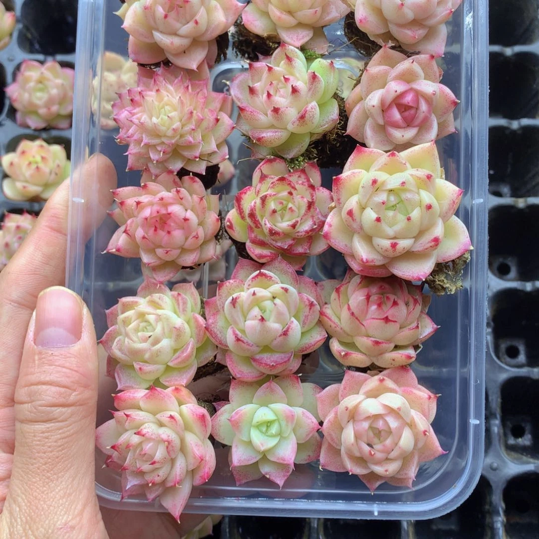 反反复复还是会有的042