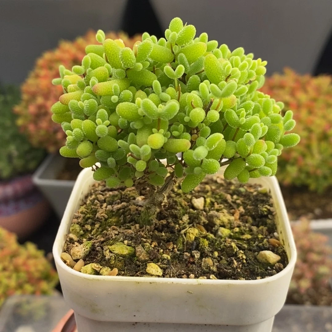 完全开放56号蜜橘糖球（6.5cm）