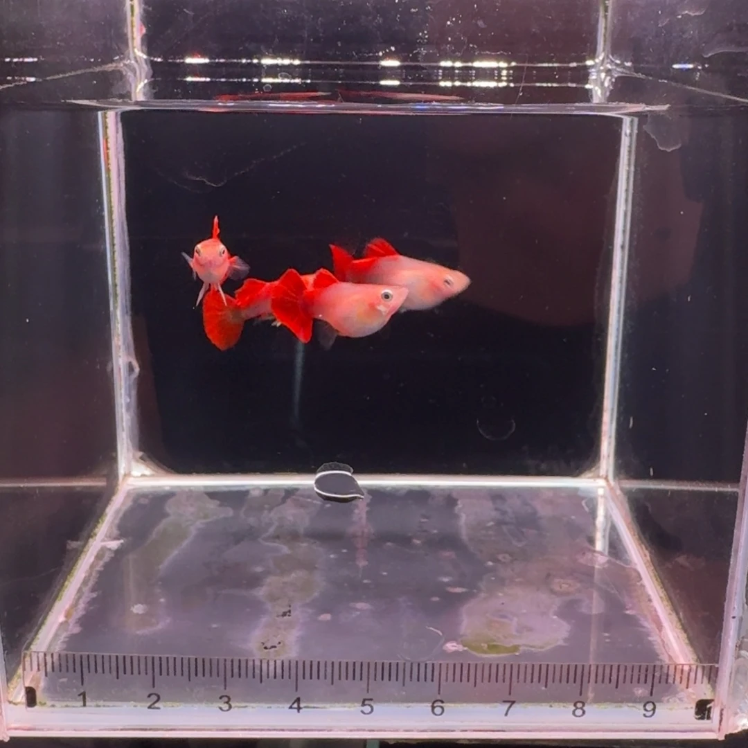 孔雀鱼黄豹种鱼补差价
