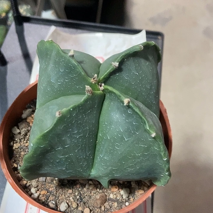 实生四角鸾凤玉一物一拍