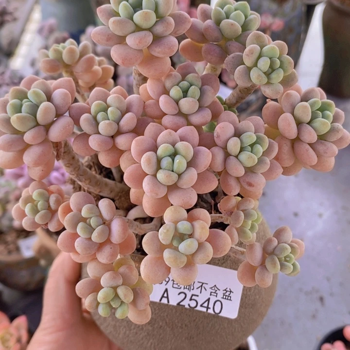 洛可可老桩12cm2540多肉植物