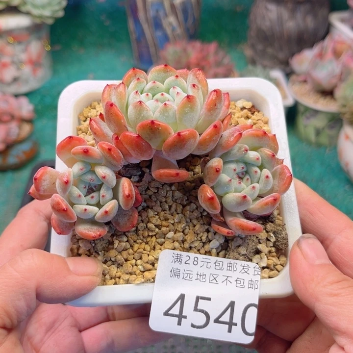 大4540？xbxbcnbbbh