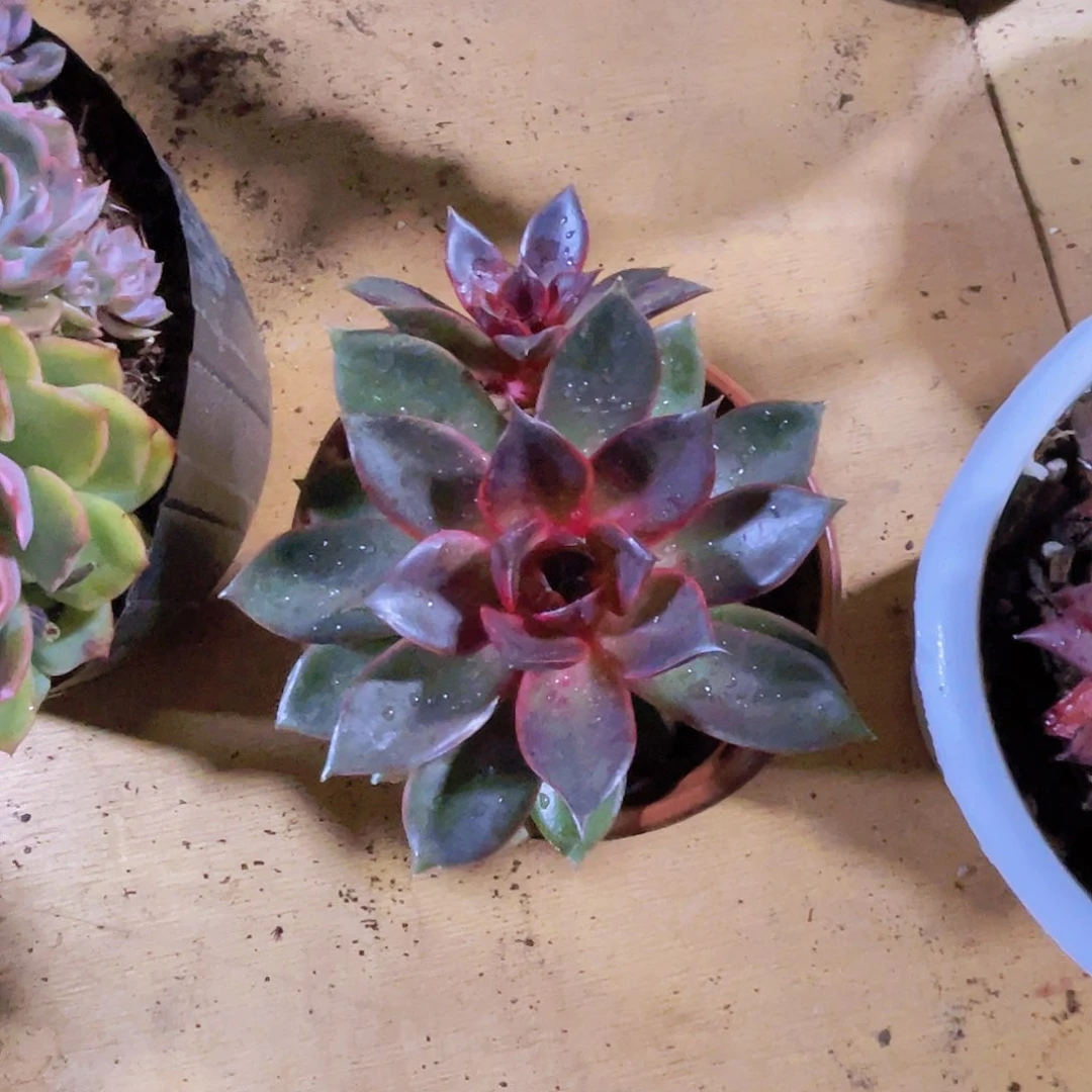 幸***妈多肉0000000000060