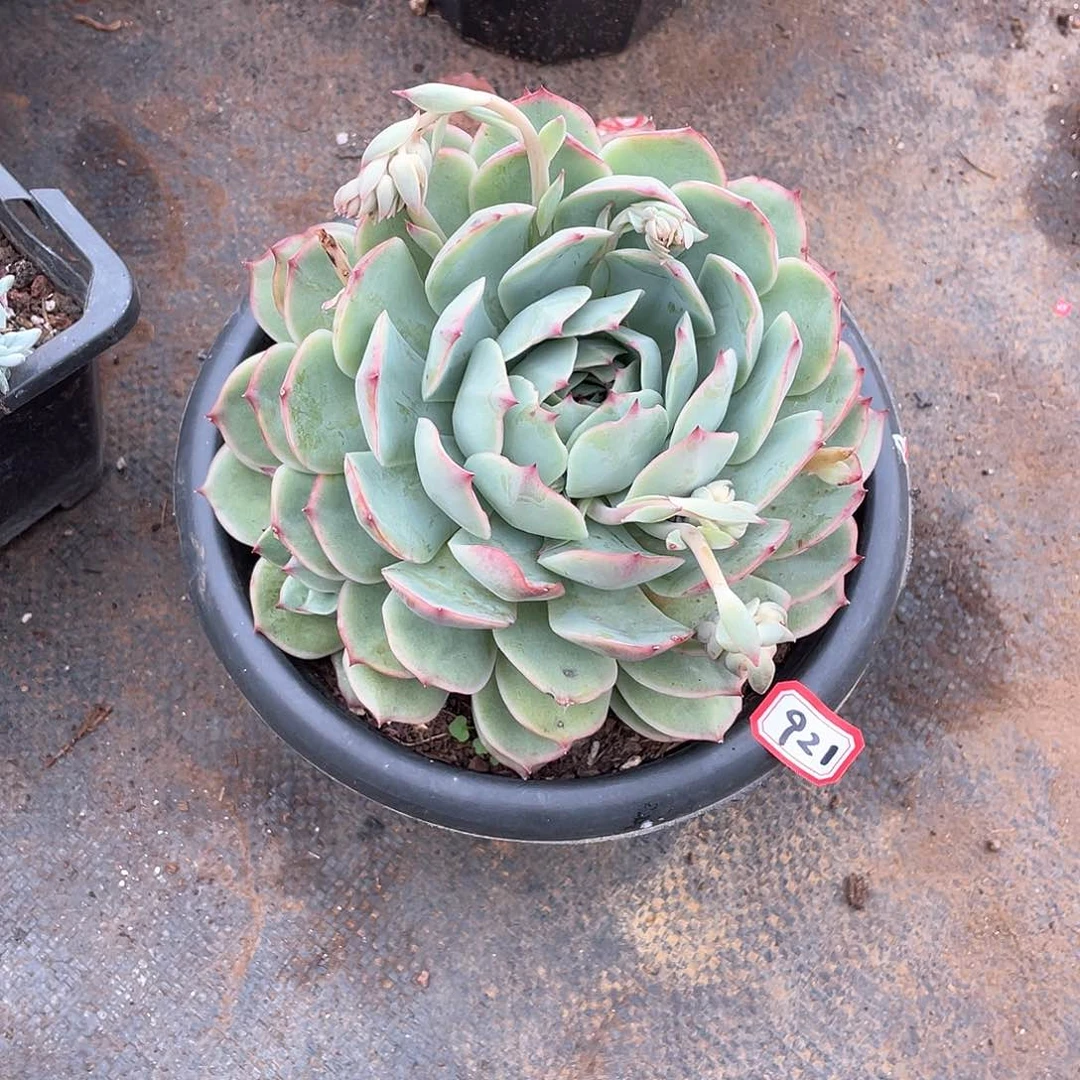 921粉色提示 一物一拍多肉