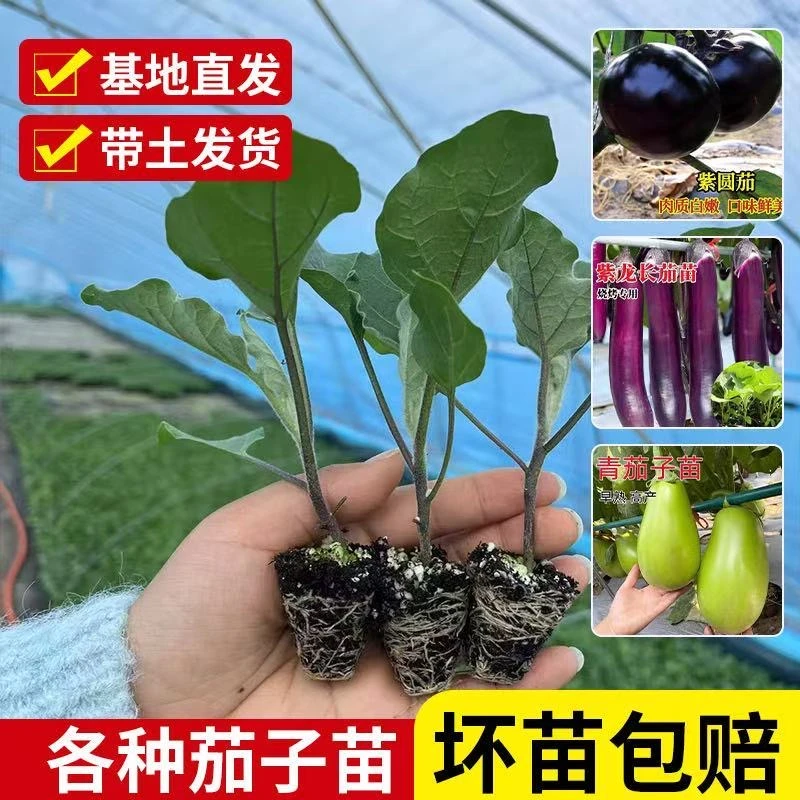 高产紫长茄苗秧苗青茄苗四季庭院种植杭茄秧苗产抗病紫长紫茄幼苗