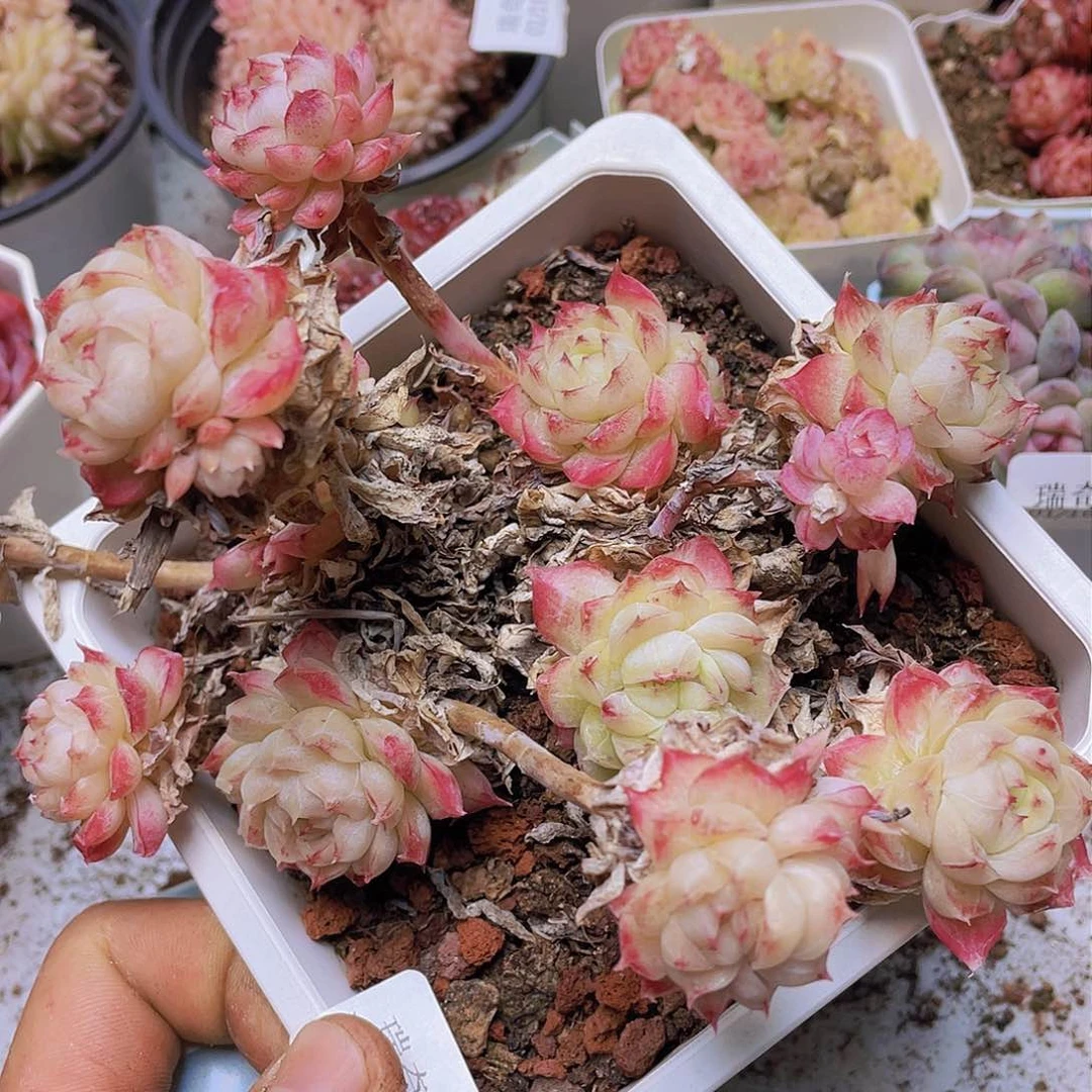 00000000000054一物一拍