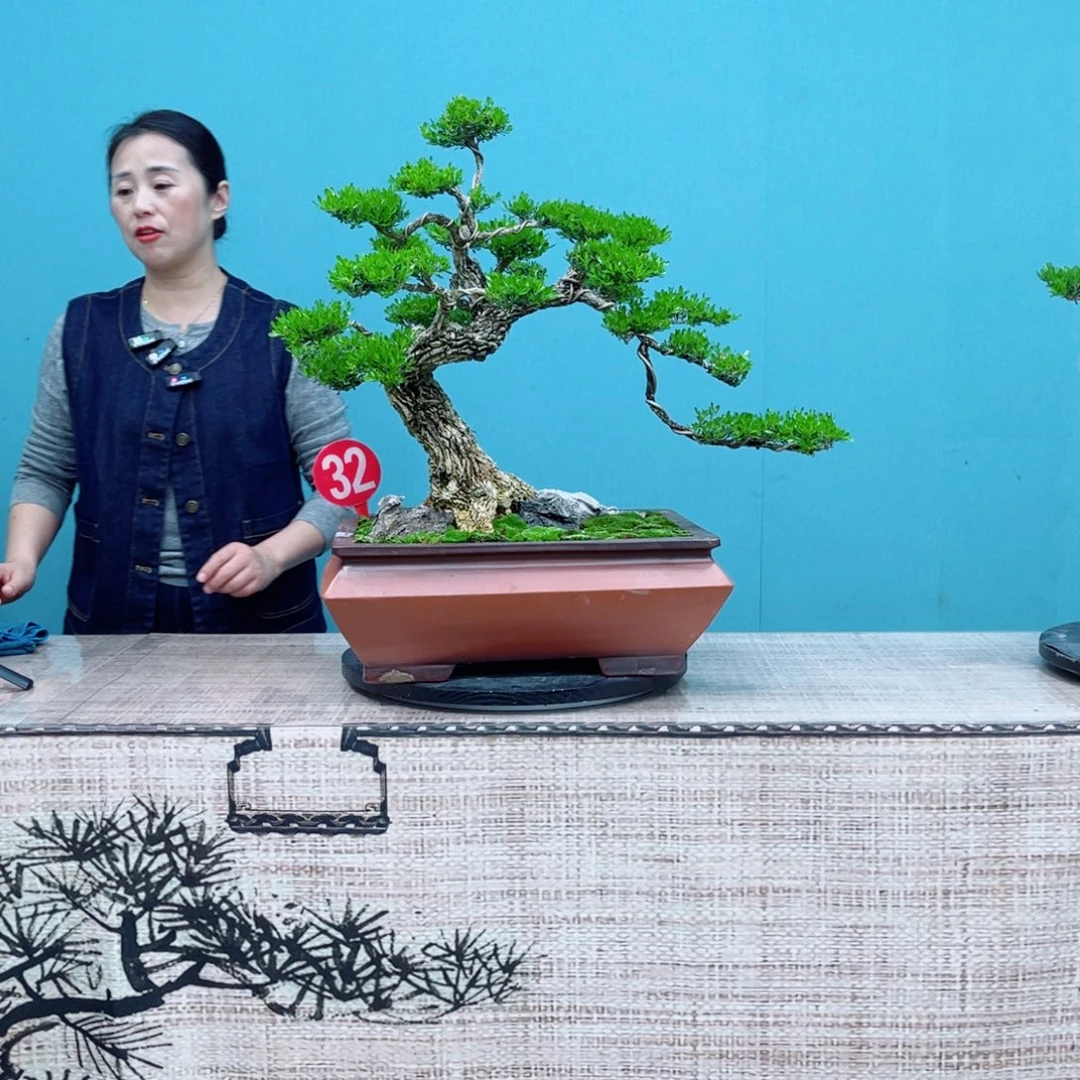 以实际为准广东雀舌黄杨盆景