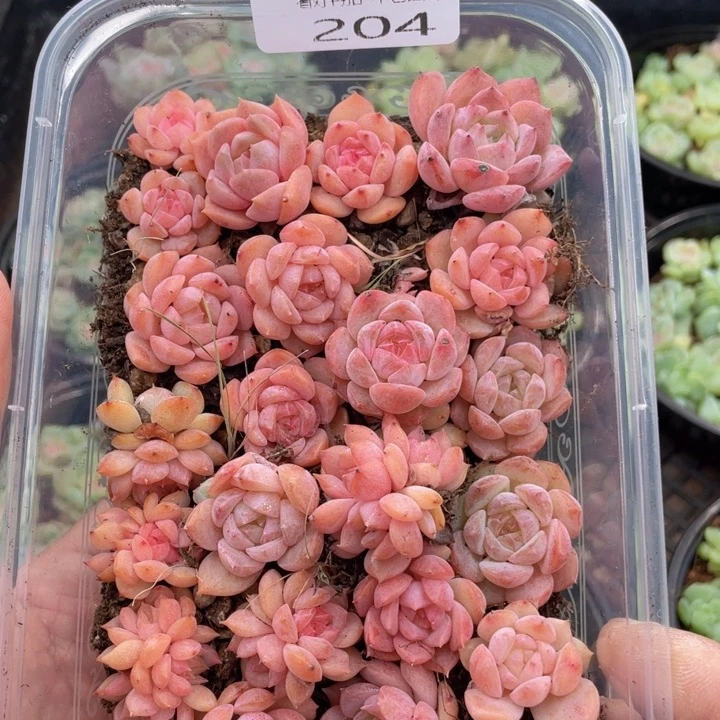 云糖心多肉植物204