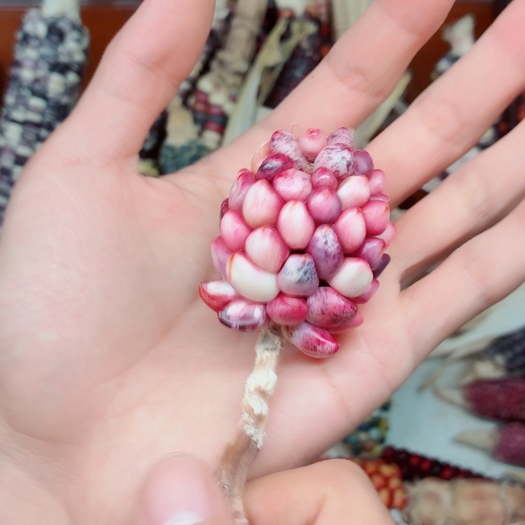 清***迦吊坠白玉菩提文玩玉米毛料精品