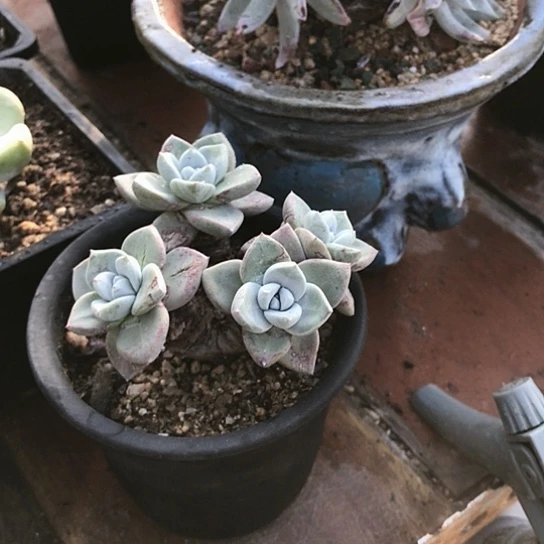 韩货苹果叶仙女棒杯