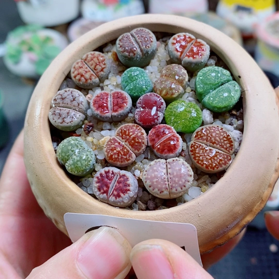生石花花花花花花花花851