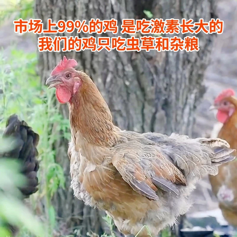 两年农家散养黄油老母鸡正宗纯种土鸡活鸡宰杀带内脏中秋佳品