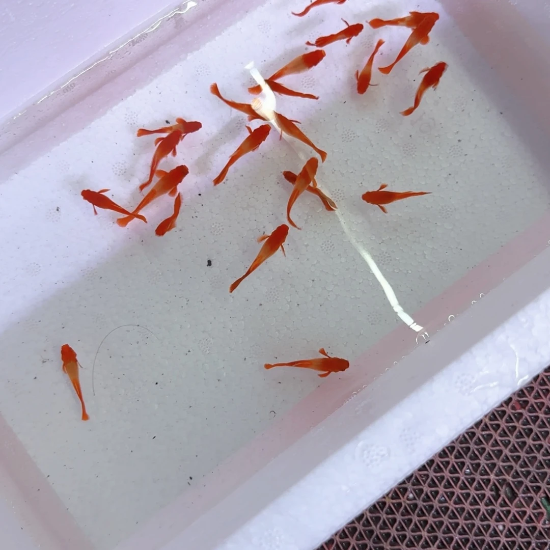 孔雀鱼微瑕分水16条