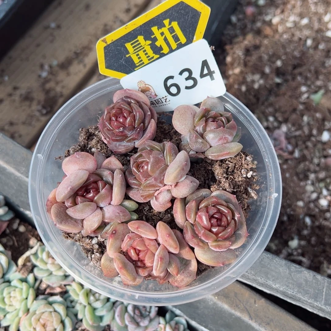 多肉植物多肉植物