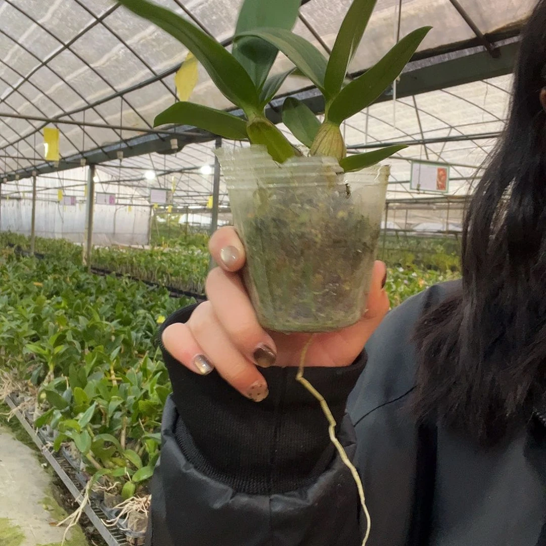 当前无花朵，栽培后可花朵新品秋石斛