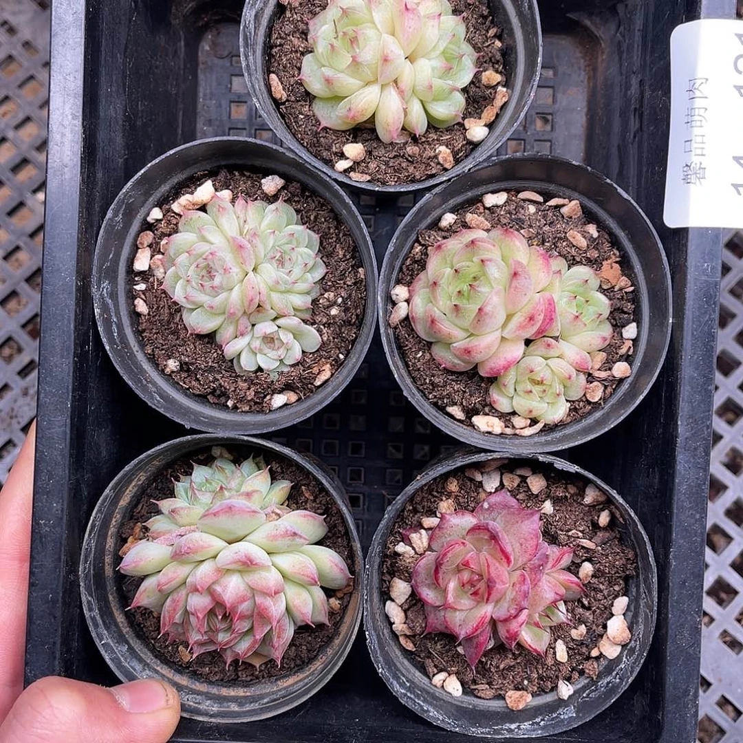 多肉一物一拍14-121