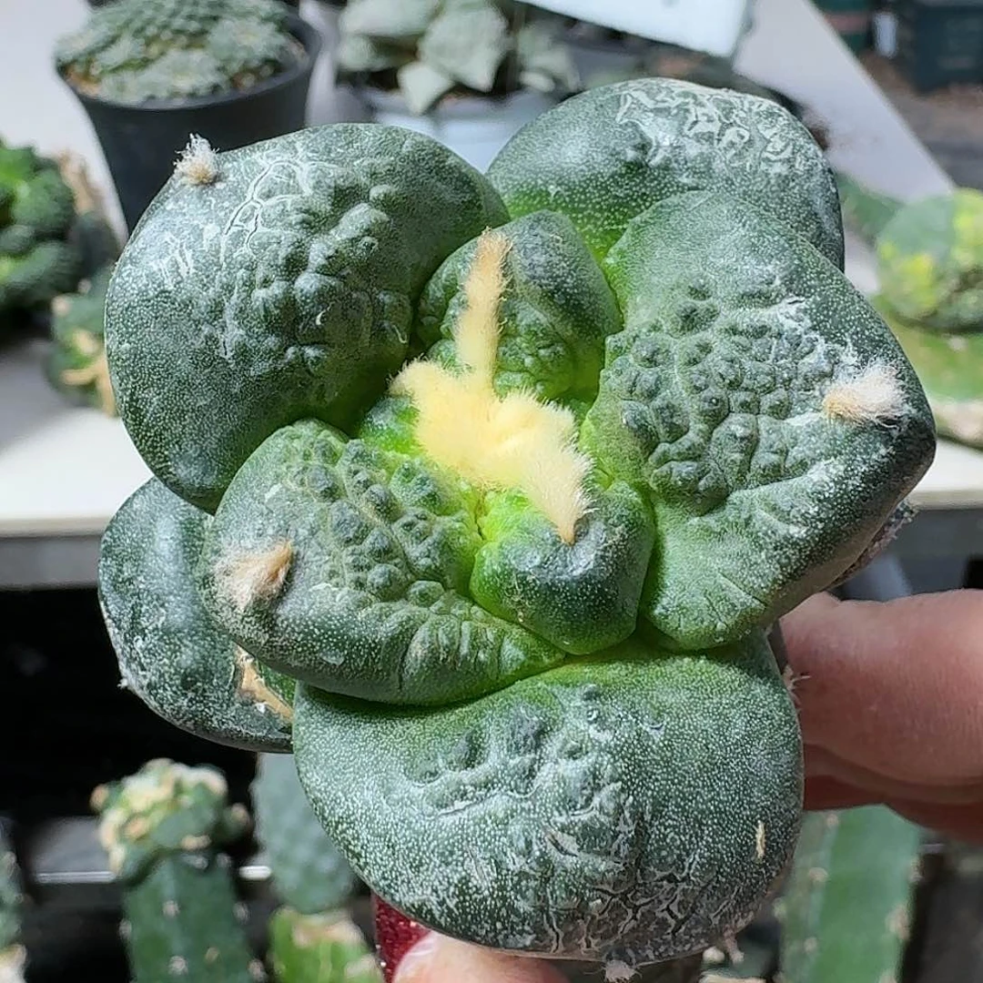 【闪购商品】无花朵超大尤连山735