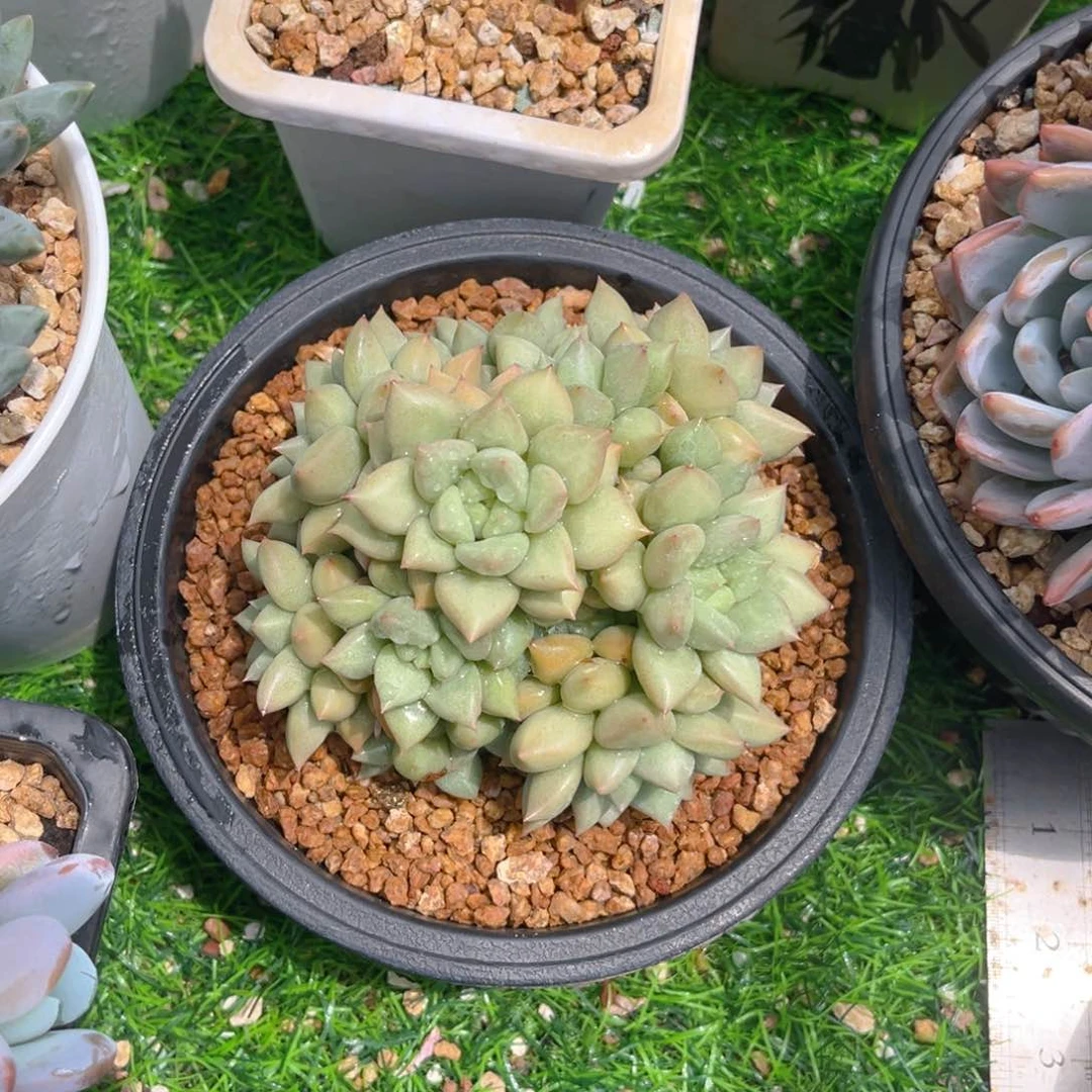 黄金象牙5658999666585